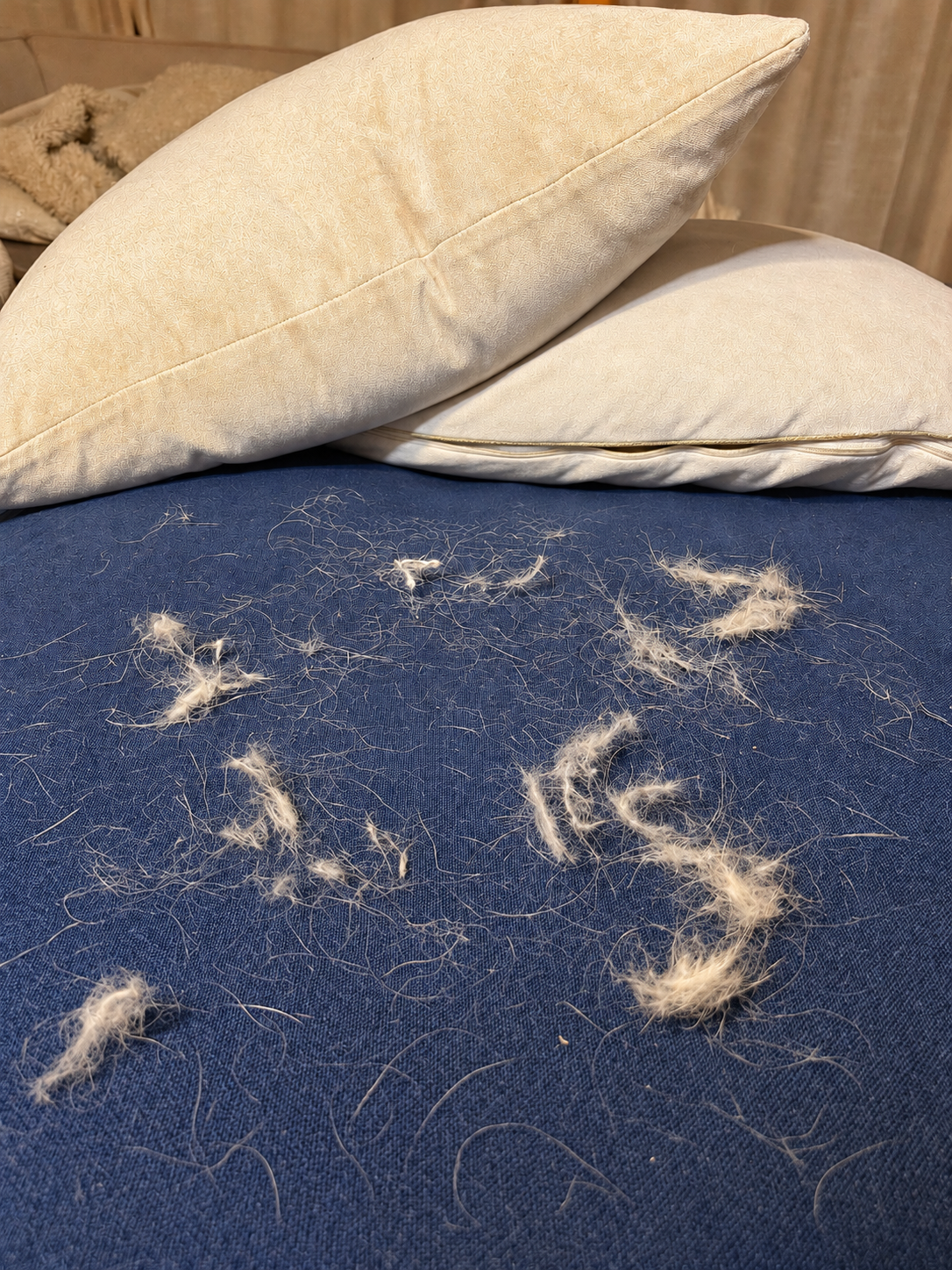 Tierhaare auf einem blauen Sofa vor der Reinigung mit dem Fellstopp Tierhaarentferner-Handschuh