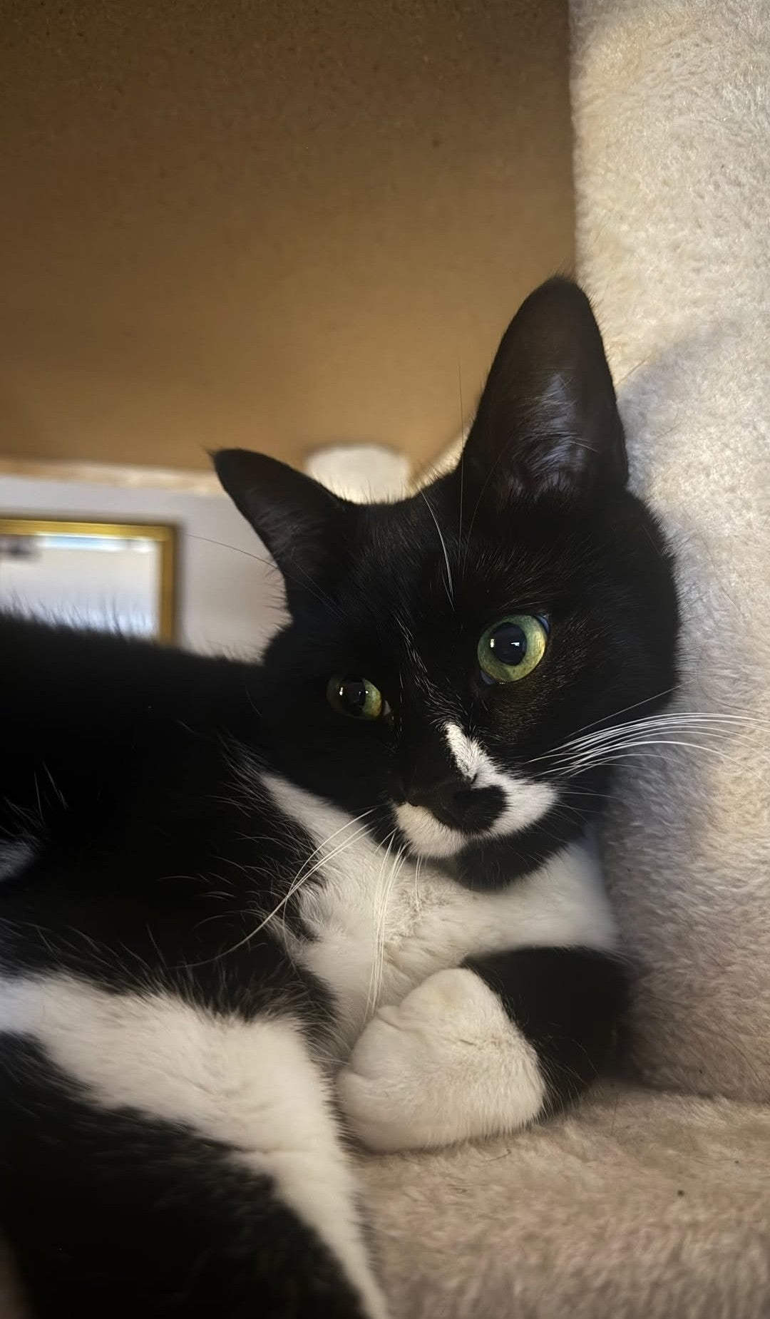 katze bambi
